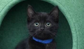 CHOWDER -  Domestic Short Hair Cat Available for Adoption in Fort Lauderdale, Florida - CHOWDER | PetCurious