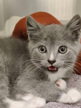 Sulley -  Domestic Short Hair Cat for Adoption in Eastsound, Washington - Sulley | PetCurious