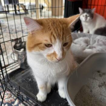 Rescue Domestic Long Hair Cats for Adoption in Warren, Ohio - Toast, Cheeto, And Ash | PetCurious