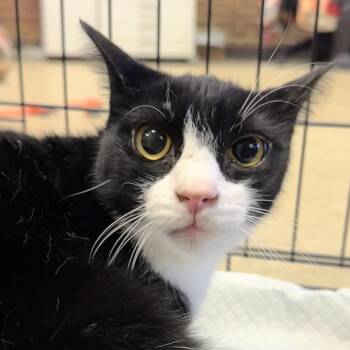 Lucille -  Domestic Short Hair Cat for Adoption in Birmingham, Alabama - Lucille | PetCurious