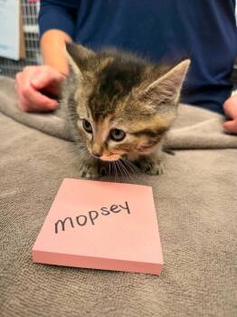 Mopsey -  Domestic Medium Hair Cat for Adoption in Vancouver, Washington - Mopsey | PetCurious