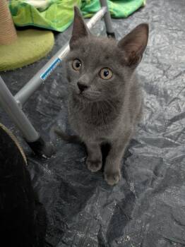 Domestic Short Hair Cats Available for Adoption - Hefty | PetCurious