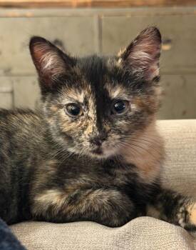 Brisling -  Domestic Short Hair Cat for Adoption in Duxbury, Massachusetts - Brisling | PetCurious