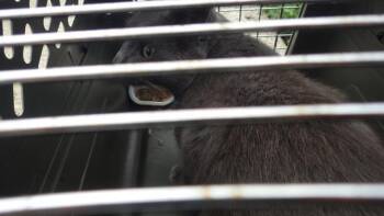 PETRICHOR -  Domestic Short Hair Cat for Adoption in Indianapolis, Indiana - PETRICHOR | PetCurious