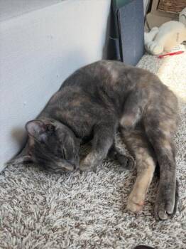 Domestic Short Hair Cats Available for Adoption - Splotch | PetCurious