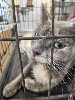 BRIDGET -  Domestic Short Hair Cat for Adoption in Palmetto, Florida - BRIDGET | PetCurious