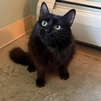 Mama Mia -  Domestic Medium Hair Cat for Adoption in Pittsford, Vermont - Mama Mia | PetCurious
