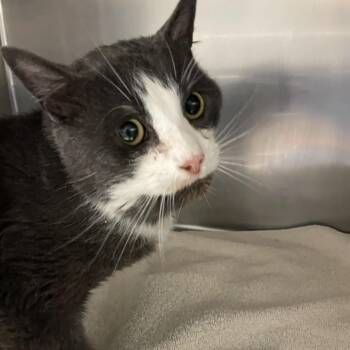 Domestic Short Hair Cats Available for Adoption in Allentown, Pennsylvania - Marky | PetCurious