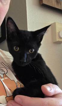 Clover -  Domestic Short Hair Cat for Adoption in Eugene, Oregon - Clover | PetCurious