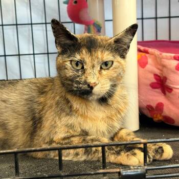 Goldie -  Domestic Short Hair Cat for Adoption in Blackfoot, Idaho - Goldie | PetCurious