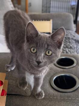 Candy -  Domestic Short Hair Cat for Adoption in Logan, Utah - Candy | PetCurious