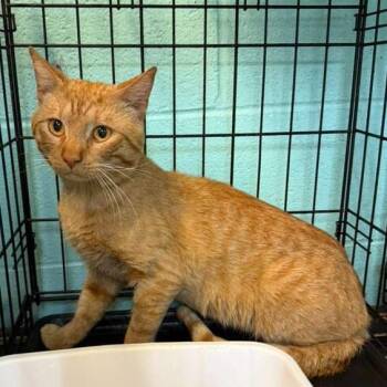 Scorch -  Domestic Short Hair Cat Available for Adoption in Gadsden, Alabama - Scorch | PetCurious