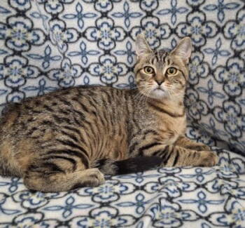 Rescue Domestic Short Hair Cats for Adoption in Lake City, Michigan - 6747 (Maya) | PetCurious