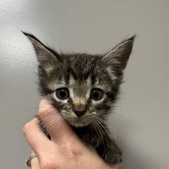 Birch -  Domestic Short Hair Cat for Adoption in Sand Springs, Oklahoma - Birch | PetCurious
