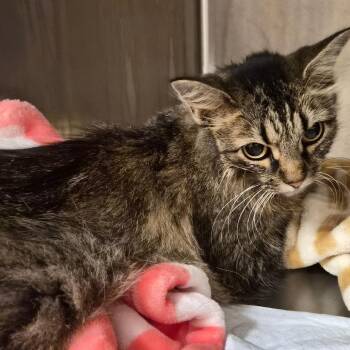 Farrah -  Domestic Long Hair Cat for Adoption in Bentonville, Arkansas - Farrah | PetCurious
