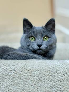Hazel -  Russian Blue Cat for Adoption in Chesapeake Beach, Maryland - Hazel | PetCurious