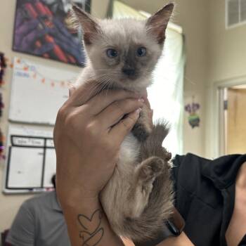 Honey Chipotle Crisper -  Domestic Short Hair Cat for Adoption in Austin, Texas - Honey Chipotle Crisper | PetCurious