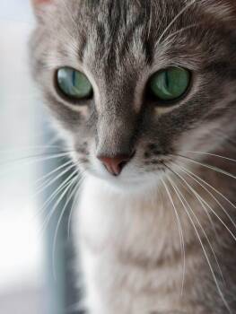 Yue -  Domestic Short Hair Cat for Adoption in Montreal, Quebec - Yue | PetCurious