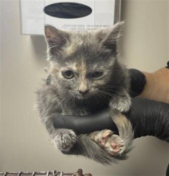 HALEY -  Domestic Long Hair Cat for Adoption in Redlands, California - HALEY | PetCurious