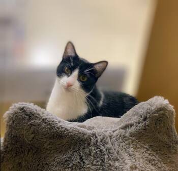 Freddie Meowcury -  Tuxedo Cat for Adoption in Pearland, Texas - Freddie Meowcury | PetCurious
