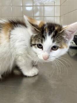 Hannah Wells -  Domestic Short Hair Cat for Adoption in San Antonio, Texas - Hannah Wells | PetCurious