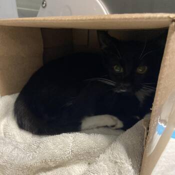Burnt Popcorn -  Domestic Short Hair Cat for Adoption in Greensboro, North Carolina - Burnt Popcorn | PetCurious
