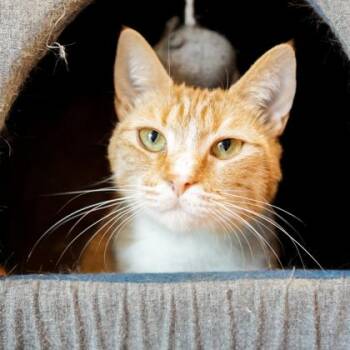 Domestic Short Hair Cats Available for Adoption in Atlanta, Georgia - Cholupa | PetCurious