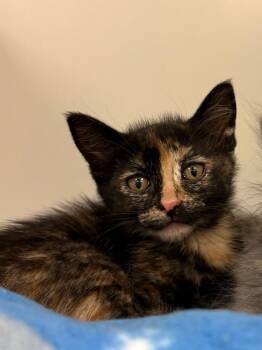 Mango (Taylor Ridge) -  Domestic Short Hair Cat for Adoption in Johnson City, Tennessee - Mango (Taylor Ridge) | PetCurious