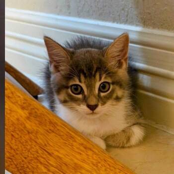 The Amazing Miss Grayson -  Domestic Medium Hair and Domestic Short Hair Cat for Adoption in Boerne, Texas - The Amazing Miss Grayson | PetCurious