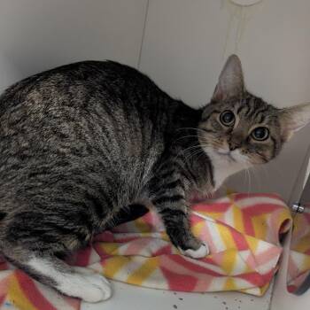 Domestic Short Hair Cats Available for Adoption in Jeffersonville, Indiana - Cindy Bear | PetCurious