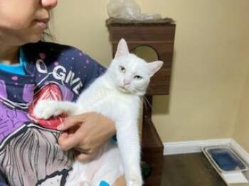 Rescue Domestic Short Hair Cats for Adoption in San Jose, California - Snow White | PetCurious