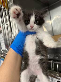 *JEAN VALJEAN -  Domestic Medium Hair Cat for Adoption in Woodland, California - *JEAN VALJEAN | PetCurious