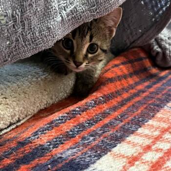 Jolene -  Domestic Medium Hair Cat for Adoption in Bedford, New Hampshire - Jolene | PetCurious