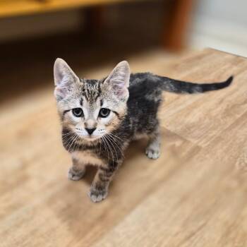 Boop -  Domestic Short Hair Cat for Adoption in Woodstock, Illinois - Boop | PetCurious