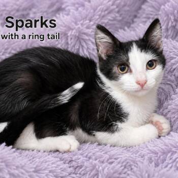 Sam Sparks -  Domestic Short Hair Cat for Adoption in Quincy, Ohio - Sam Sparks | PetCurious