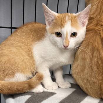 Judd Nelson -  Domestic Short Hair Cat for Adoption in Marion, Virginia - Judd Nelson | PetCurious