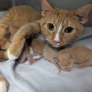 Domestic Short Hair Cats Available for Adoption in Titusville, Florida - Compost | PetCurious