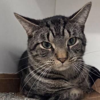 Domestic Short Hair Cats Available for Adoption in Voorhees Township, New Jersey - Brownie | PetCurious