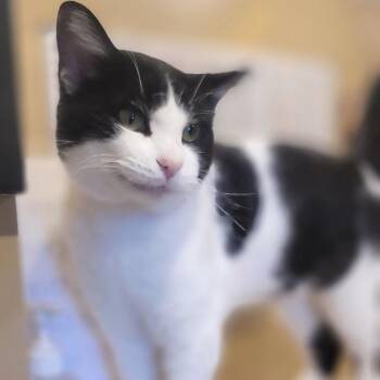 Domestic Short Hair Cats Available for Adoption in Tipton, Indiana - Cedric | PetCurious