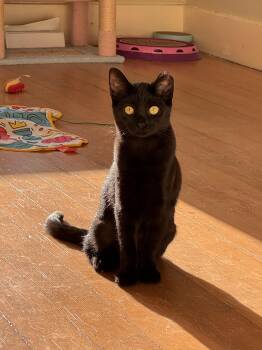Dill -  Tabby Cat for Adoption in Los Angeles, California - Dill | PetCurious