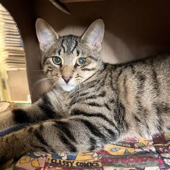 Honey Bun -  Domestic Short Hair Cat for Adoption in West Olive, Michigan - Honey Bun | PetCurious