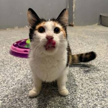 Calico and Domestic Short Hair Cats Available for Adoption in Antioch, California - Gwen | PetCurious