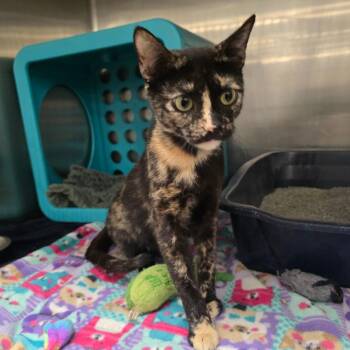 Zadie -  Domestic Short Hair Cat for Adoption in Williston, Florida - Zadie | PetCurious