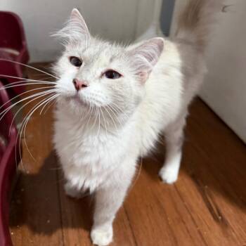 Jasmine -  Snowshoe Cat for Adoption in Santa Susana, California - Jasmine | PetCurious