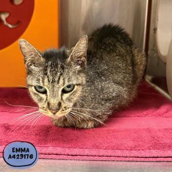 EMMA -  Domestic Short Hair Cat for Adoption in Conroe, Texas - EMMA | PetCurious