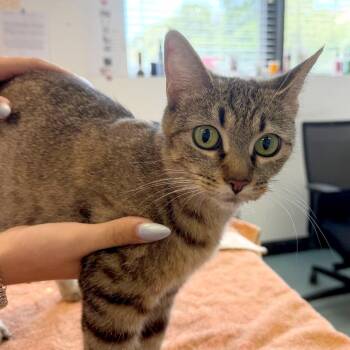 Ocean Siren -  Domestic Short Hair Cat for Adoption in Austin, Texas - Ocean Siren | PetCurious
