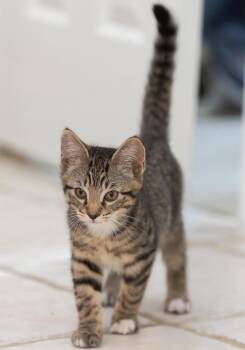 Domestic Short Hair Cats Available for Adoption in Magnolia, Texas - Picasso | PetCurious