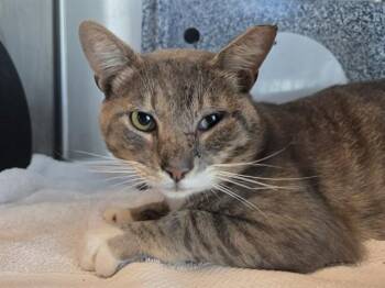 Domestic Short Hair Cats Available for Adoption in Martinez, California - COSMO | PetCurious