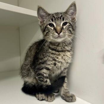 Tony -  Domestic Short Hair Cat for Adoption in Saint Joseph, Missouri - Tony | PetCurious