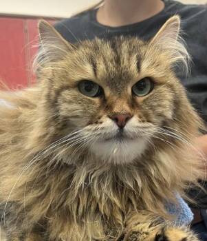 Ella -  Siberian Cat for Adoption in Golden, Colorado - Ella | PetCurious